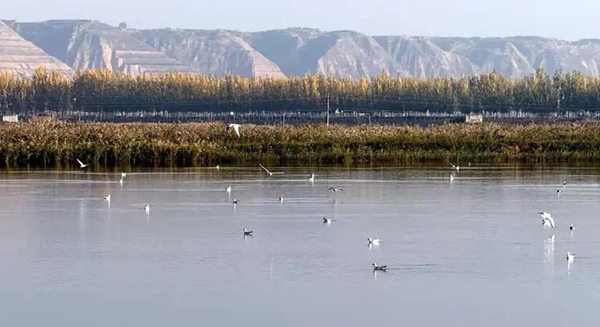 陜西大荔黃河濕地：開始一年一度的候鳥遷徙之旅