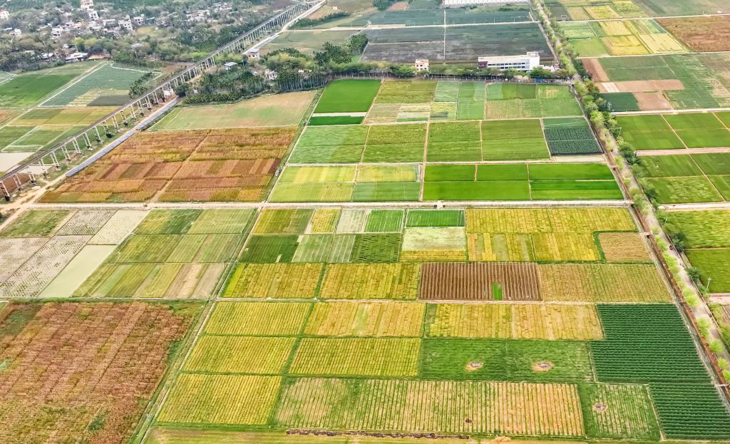 中國在北緯18度探尋種業“振興密碼”